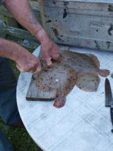 Rense en fladfisk