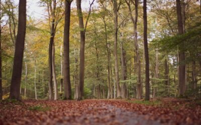Skovens spisekammer kræver både viden og tålmodighed