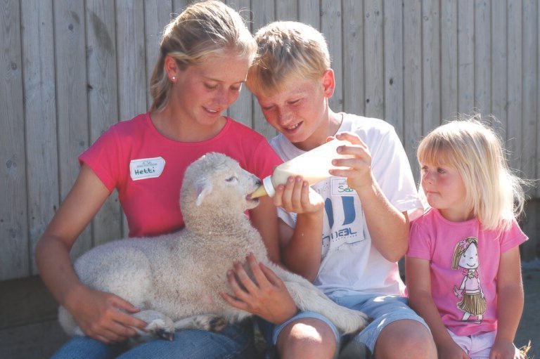 Lamme-karry