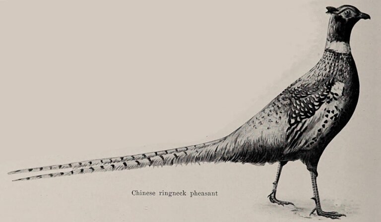 pheasant