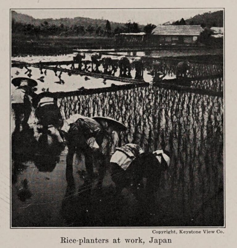 rice